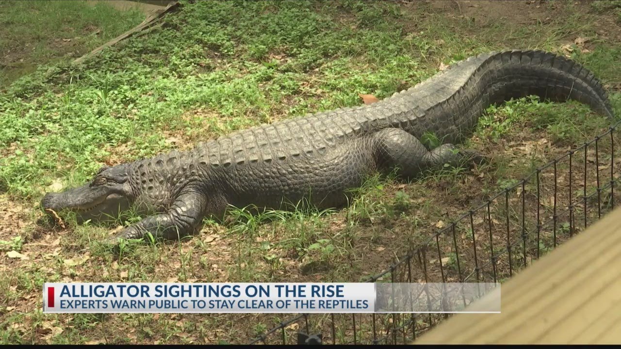 Alligator sightings on the rise in East Texas, experts warn to steer clear