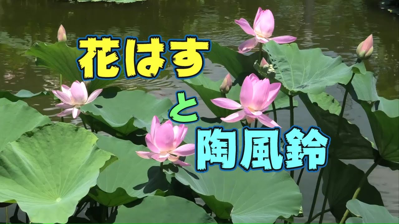 綺麗な花はすを観に行って来ました。とても綺麗でした。また、4000個の陶風鈴の音色にも癒やされてきました。