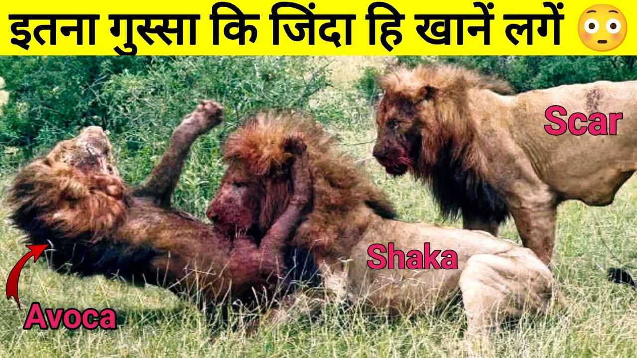 शेरों को जिंदा ख़ाने वाले दो शैतान भाई Scar और Shaka || The True Story Of Sabi sand Lions ||