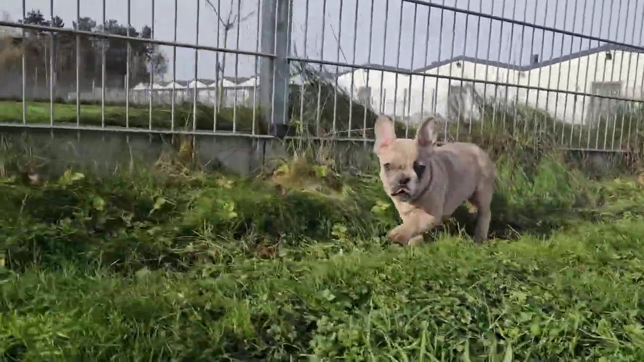 Franse bulldog pupsenzo.be chip 0854,0855,0857 en 2212 🥰