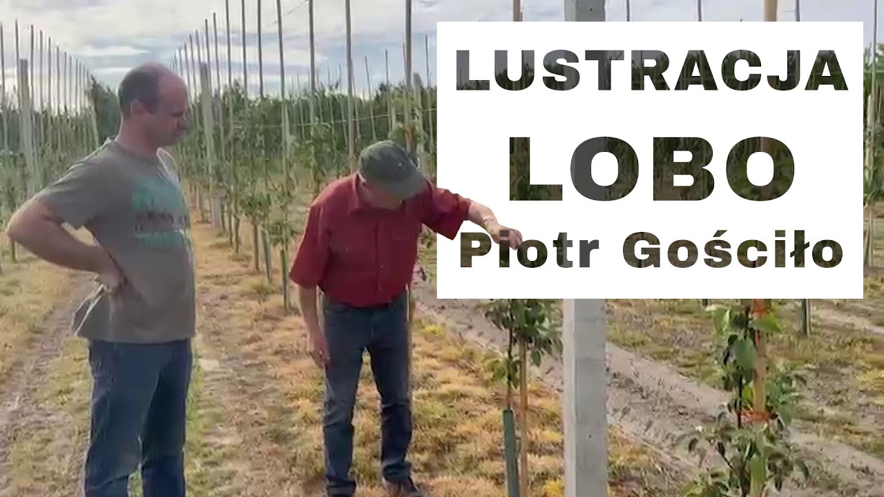 Lobo - Komunikat Sadowniczy - Piotr Gościło