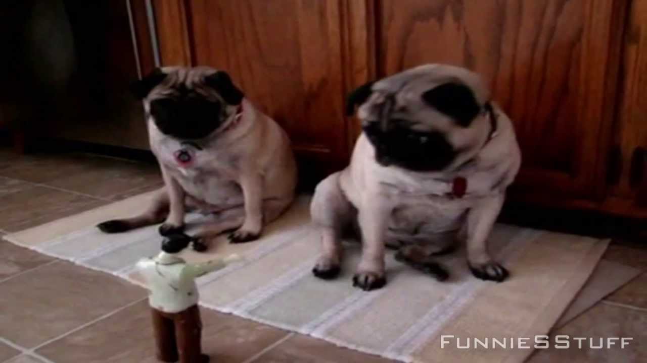 Animals With Music Compilation ✔