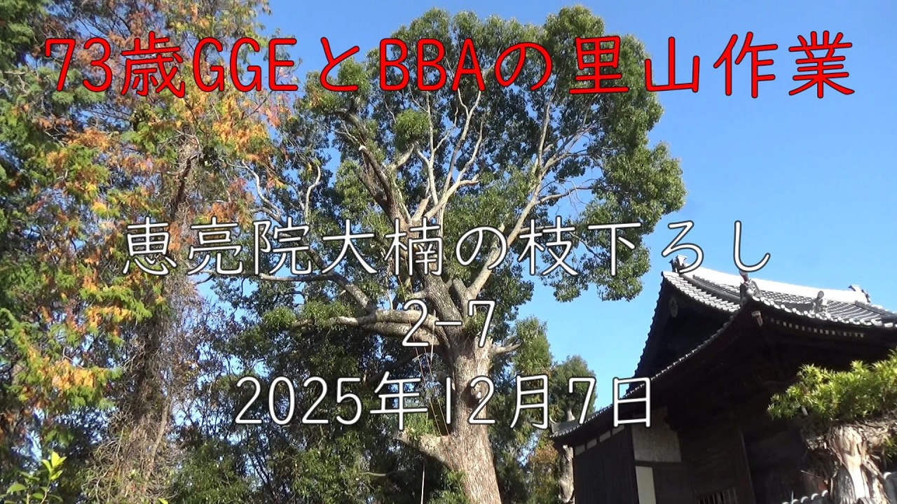 恵亮院楠大楠の枝下ろし2- 7　2025年12月7日