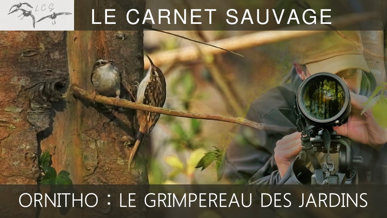 ORNITHOLOGIE - Le Grimpereau des jardins