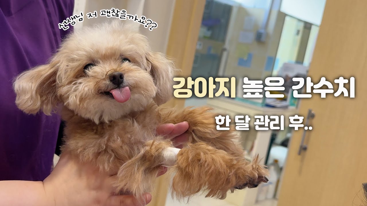 강아지 높은 간수치 한 달 관리 후...