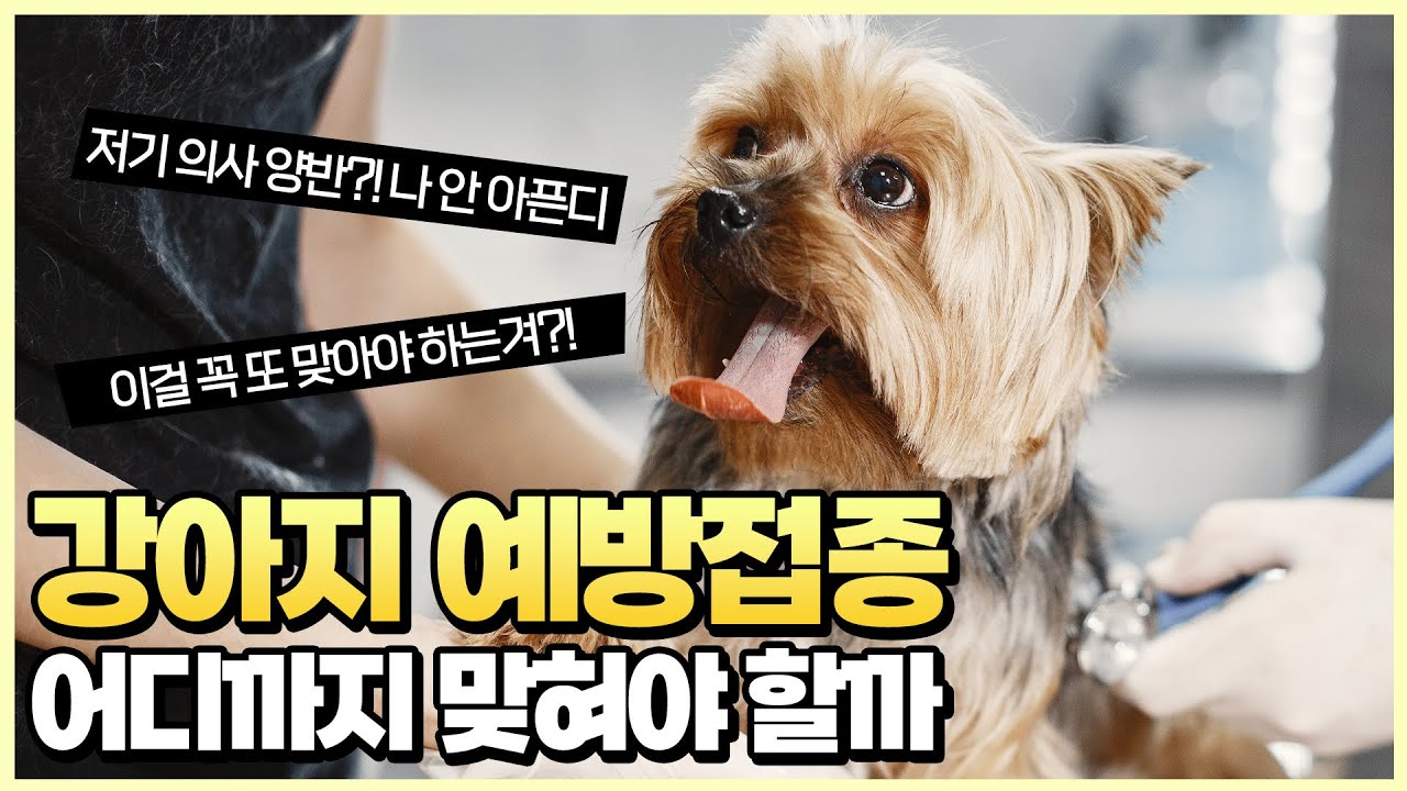 강아지 예방접종 총정리. 어떤걸 맞아야 하나? 얼마나 자주 맞아야 하나?