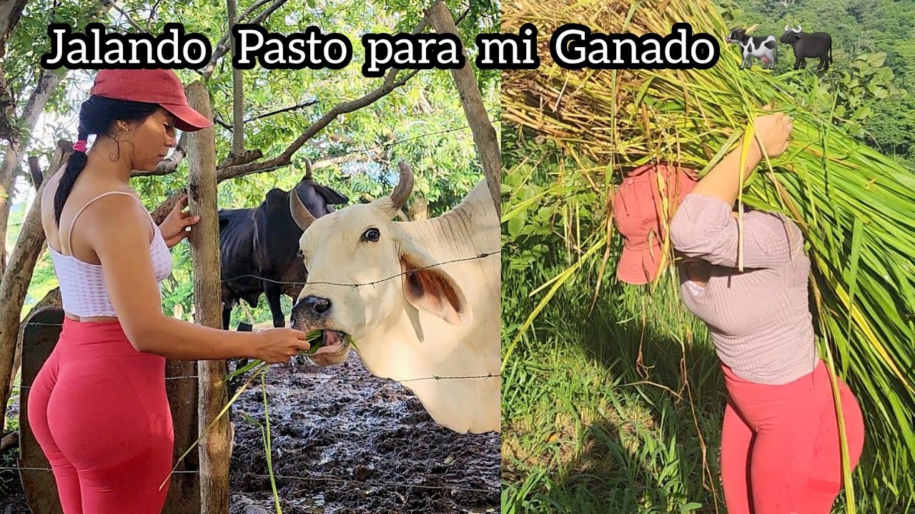 Tremenda Vaca me quería cornear // Madrugue a Jalar el Pasto
