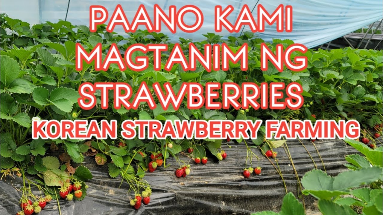 PAANO KAMI MAGTANIM NG STRAWBERRIES?KOREAN STRAWBERRY FARMING(딸기농사)부여군딸기농사심기