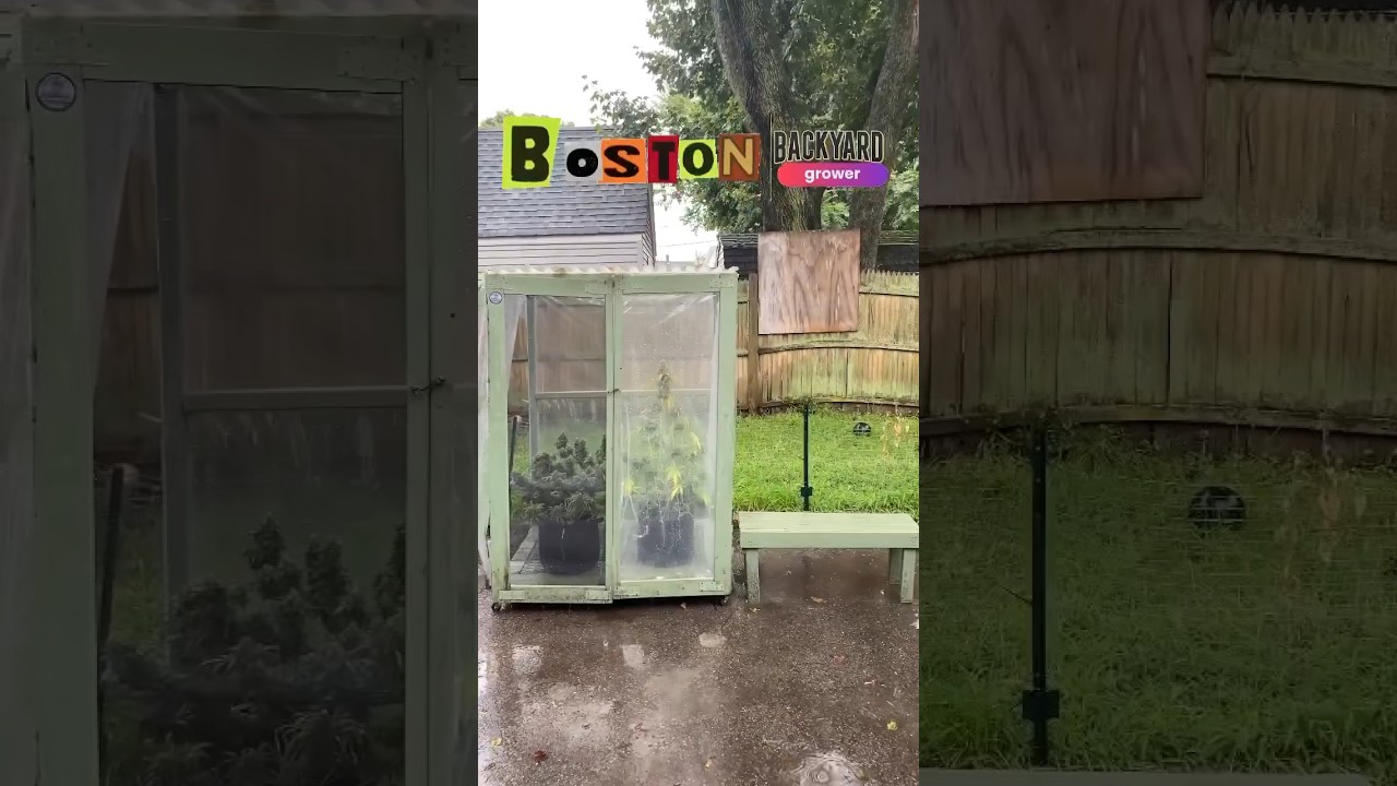 Boston Backyard Grower - Outdoor Cannabis Greenhouse Garden 2023 #shorts