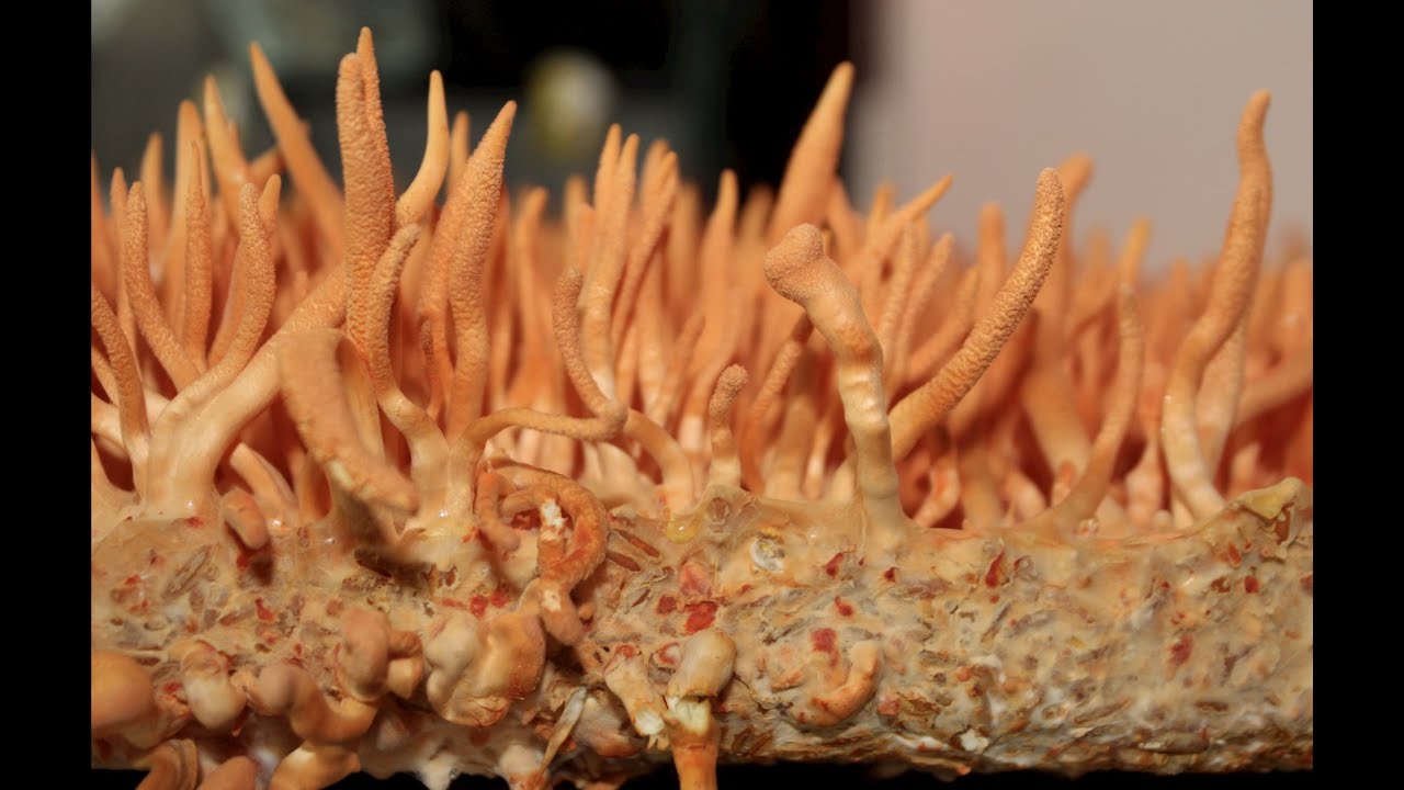 Commercial Cordyceps Militaris Mushroom Production