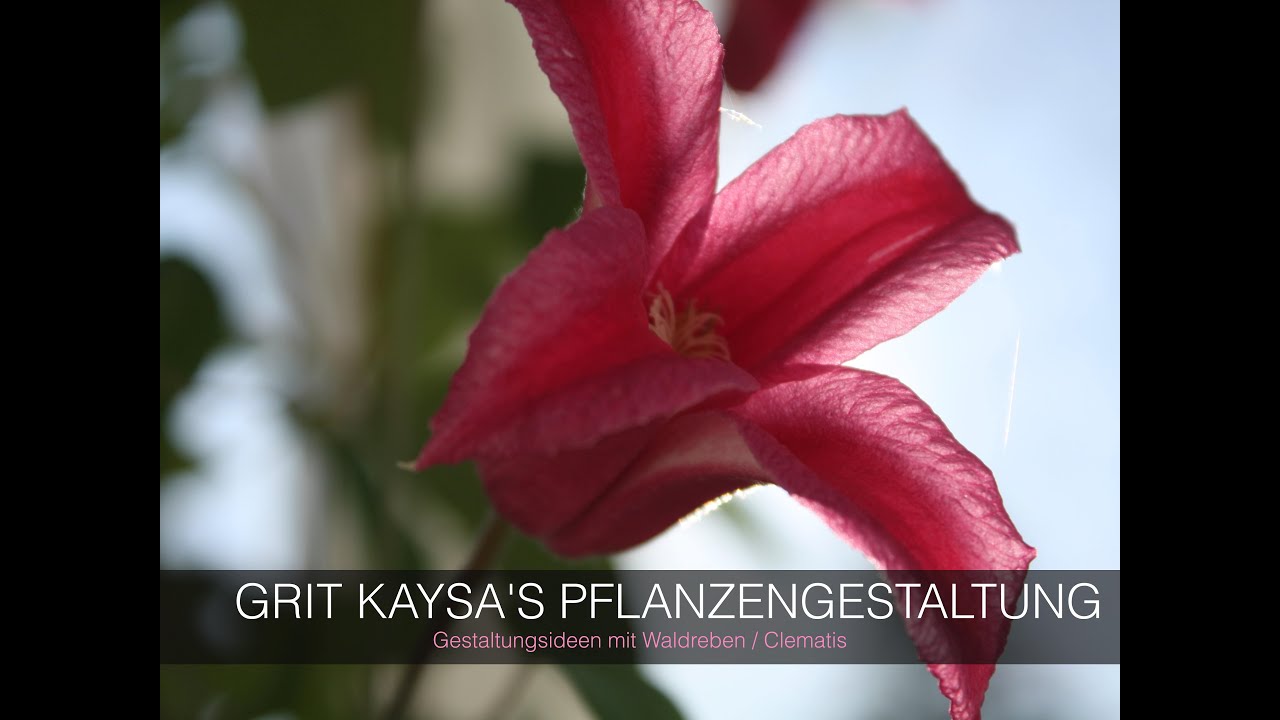 Grit Kaysa's Pflanzengestaltung mit Clematis
