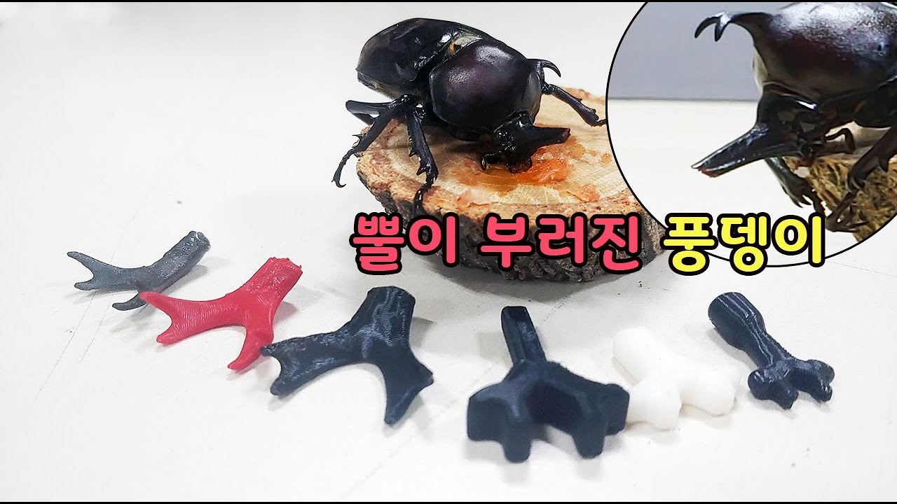 뿔이 부러진 장수풍뎅이에게 인공 뿔을 만들어 주는 과정 [오브리더]