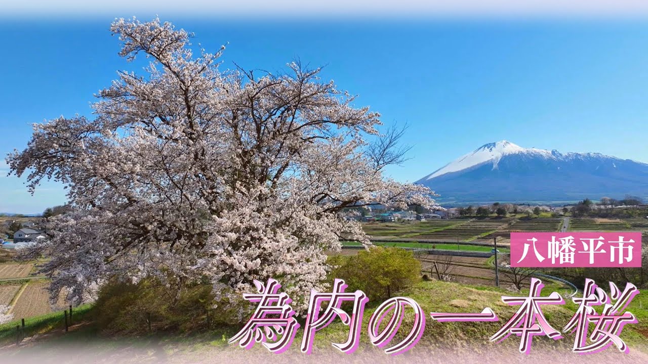 生命力あふれる為内の一本桜【岩手空中散歩】