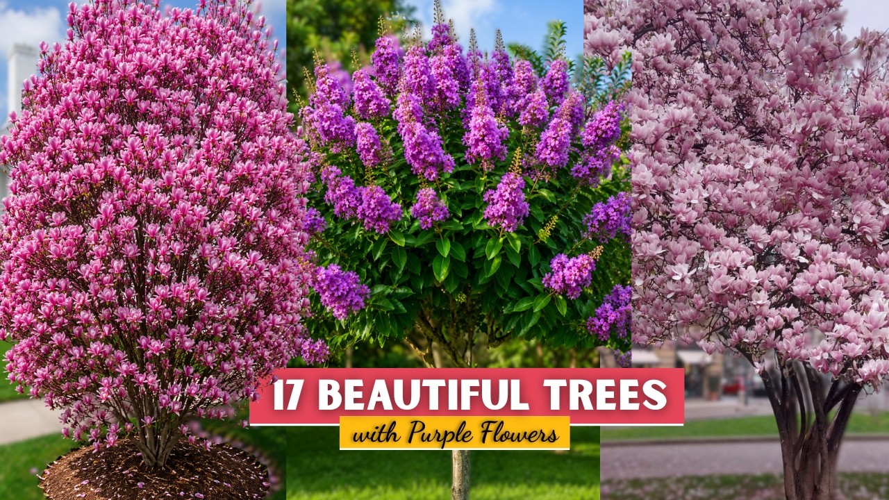 17 Beautiful Trees with Purple Flowers || Purple Flowering Trees