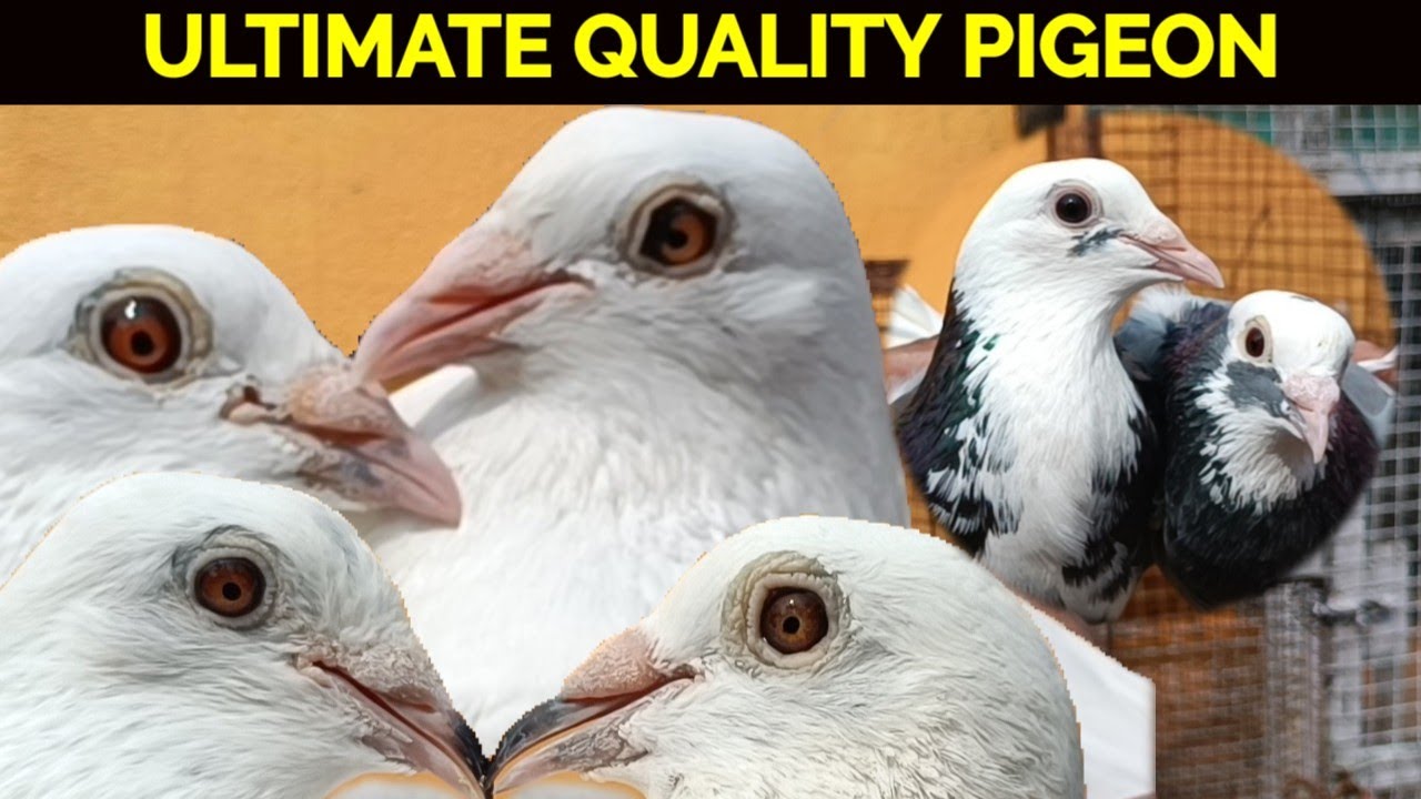ULTIMATE QUALITY MADRASI PIGEON BITTU BHAI LOFT VISIT AT BAURIA WEST BENGAL