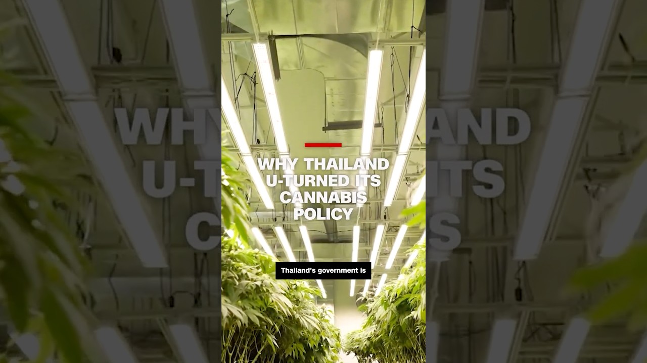 Why Thailand U-turned its cannabis policy