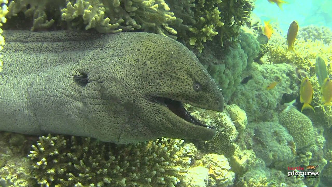 Tauchen mit den RedSea-Divers - Juni 2013