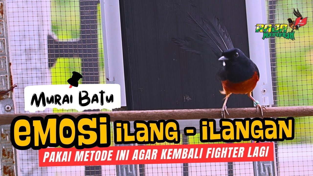 SOLUSI ‼️ MURAI BATU HILANG FIGHTER / GAK MAU NARUNG