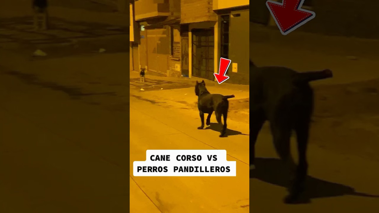 &Eacute;ste Cane corso, supo manejar la situaci&oacute;n de la mejor manera   #canecorso #perros