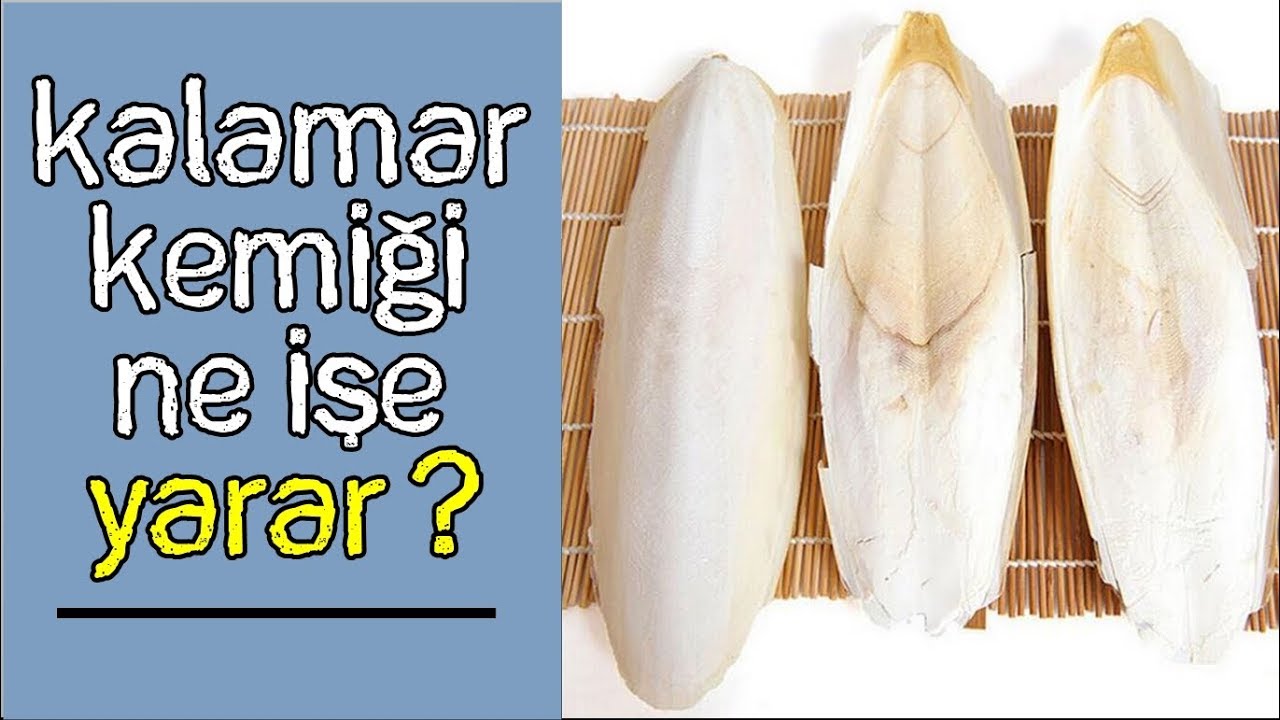 Kalamar Kemiği Neden Bu Kadar Önemli? | What does Cuttlebone do?