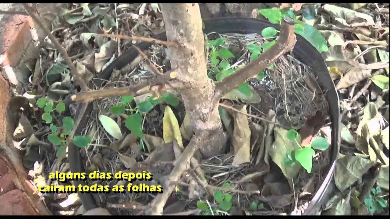 Alporquia (Romã) vídeo 1