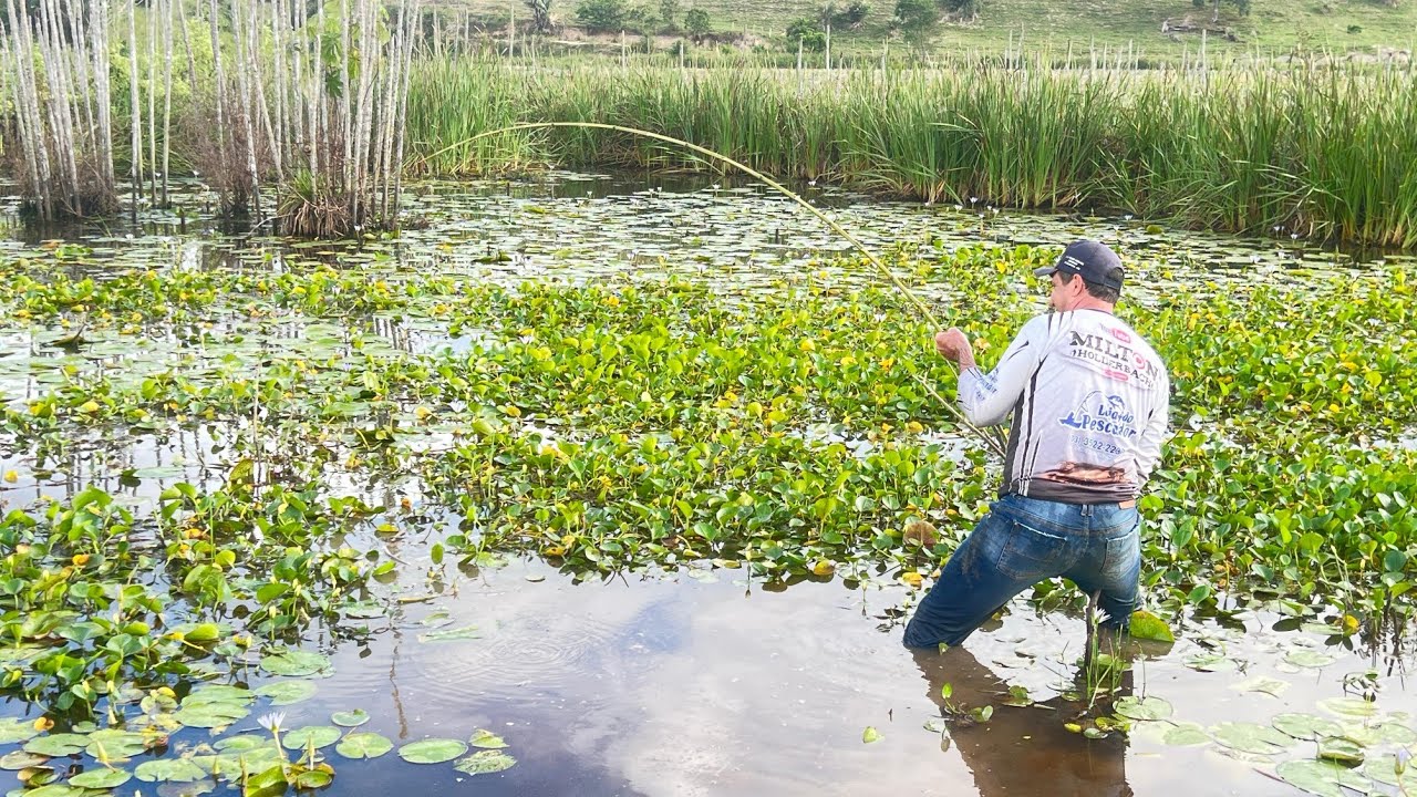 Quando a lagoa é infestada de traira a vara de bambu chega gemer, Pescaria