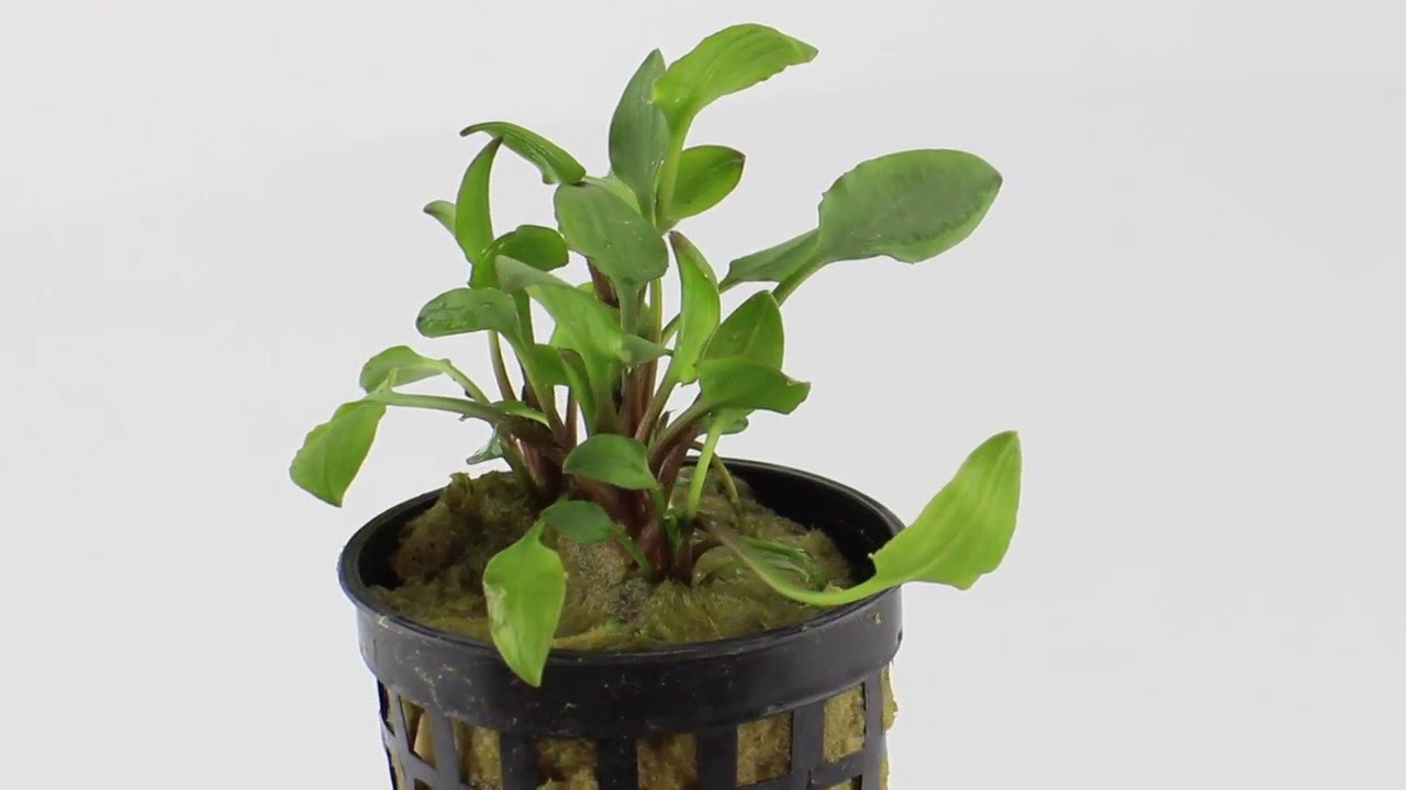 Cryptocoryne lutea hobbit - Aqua Essentials