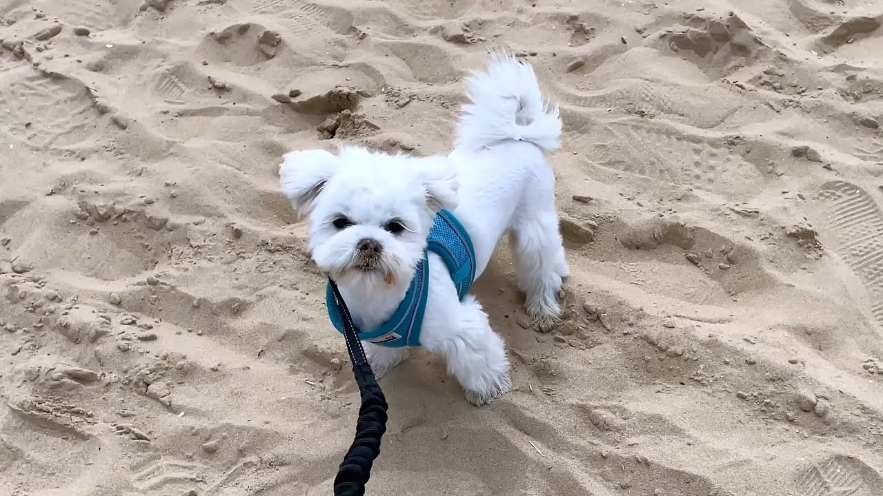 Maltese Puppy Has Never Been on a Beach 🏖