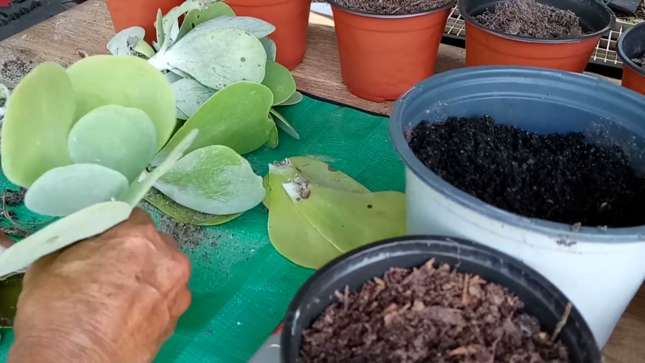 LA ENFERMEDAD DEL OIDIO EN EL CALANCHOE