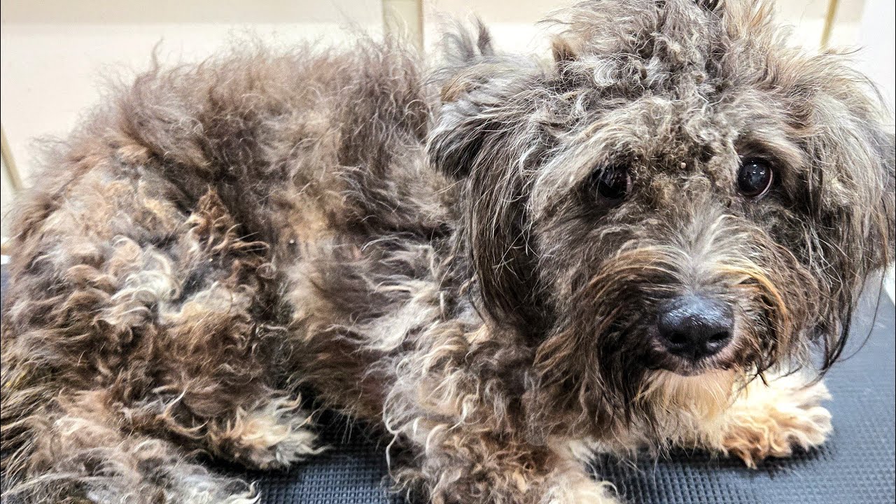 Neglected & Severely Matted Dog Gets Life-Changing Grooming Transformation!