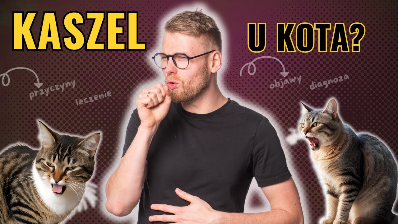 Kaszel u kota → Rodzaje, objawy i przyczyny kaszlu🩺