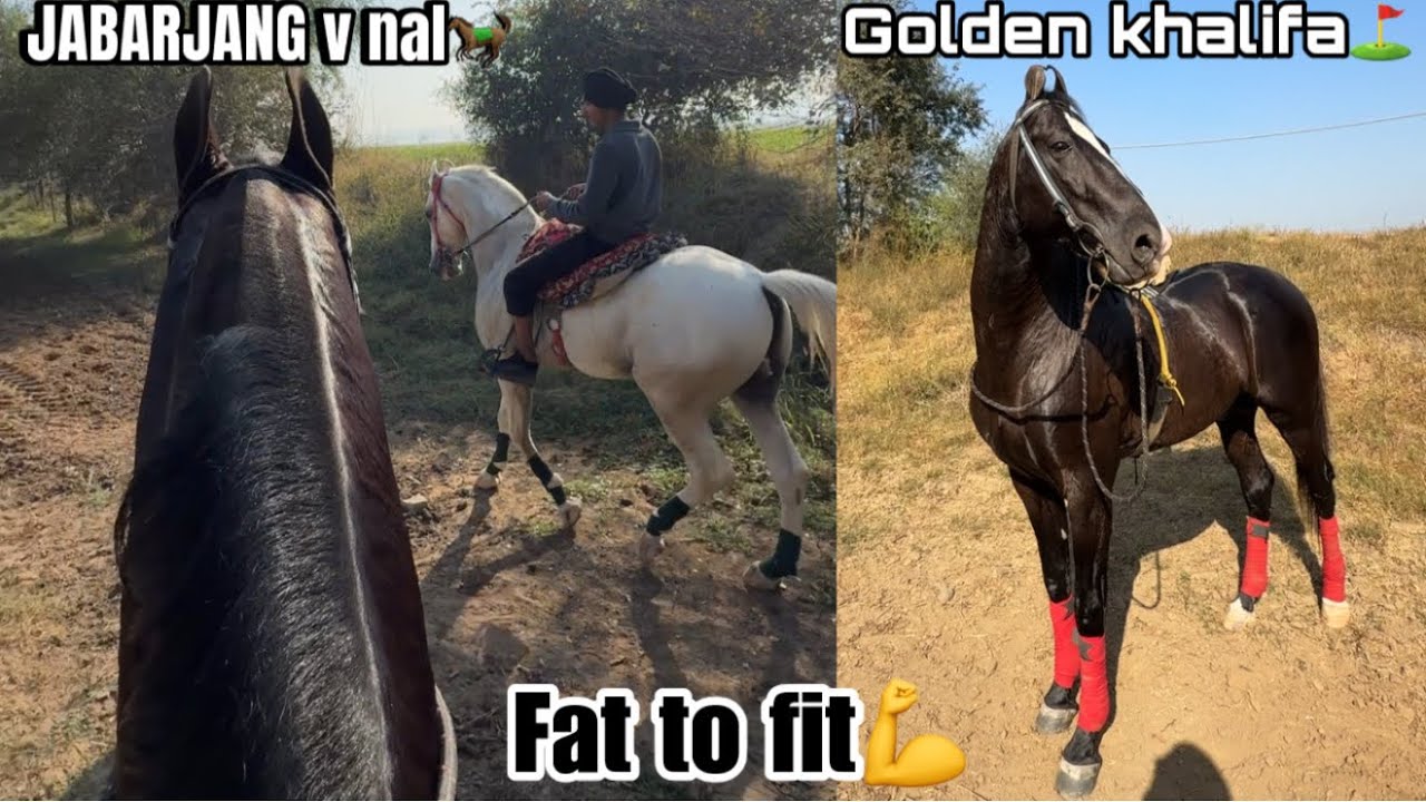 Fat to Fit training Day-2🐎JABARJANG v nal leke gye💪//Sprint lwati aj🌪️