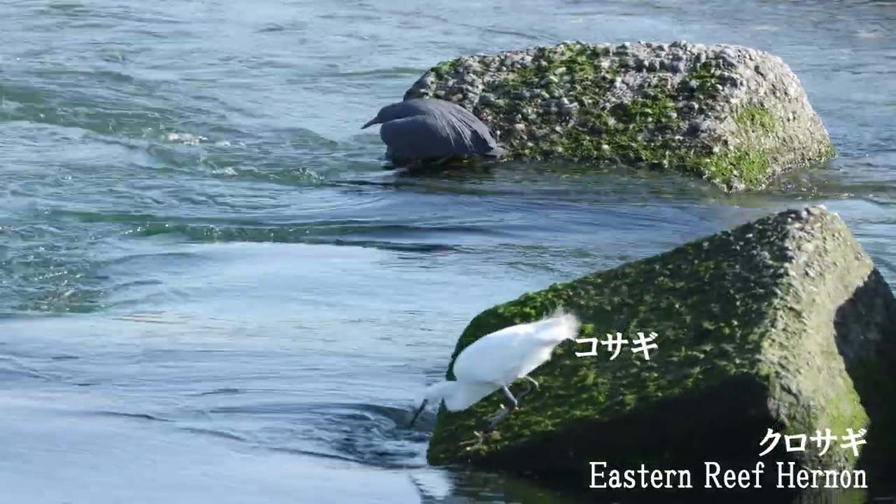 クロサギ食事中
