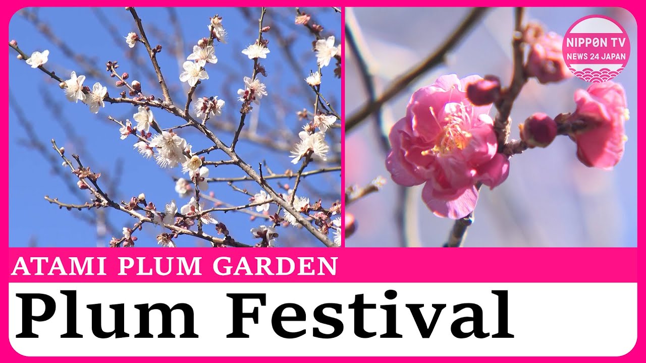 Thousands of plum blossoms at Atami Plum Garden