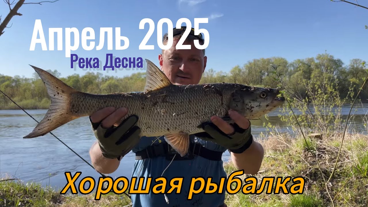 ОТ ТАКИХ ПОКЛЁВОК БОЛЯТ РУКИ. Рыбалка на  спиннинг в апреле. Судак и жерех. Рыбалка 2025