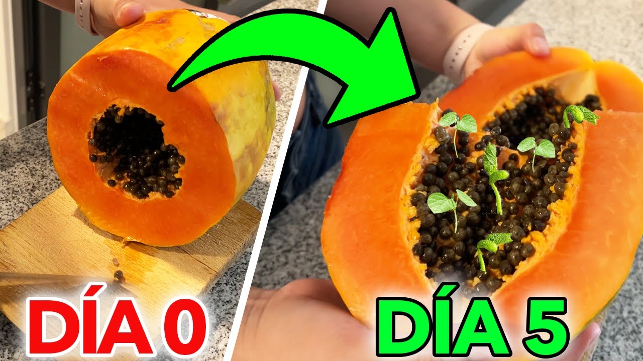 🧡 Cómo GERMINAR Semillas de PAPAYA en CASA 🤩 Así lo puedes hacer PASO A PASO