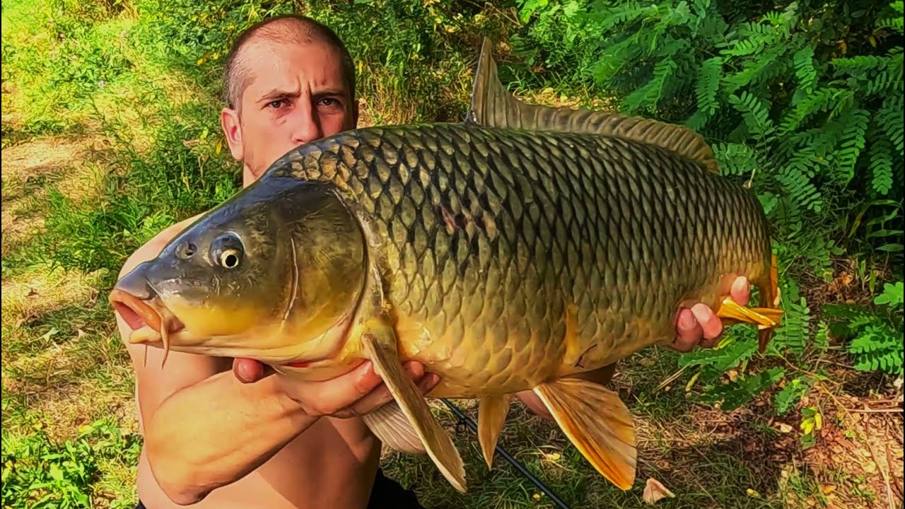 DESETKA SA TAMIŠA KRAJEM AVGUSTA - AMBARAC I KRIVULJA NEPOGREŠIVA KOMBINACIJA | CARP FISHING SERBIA