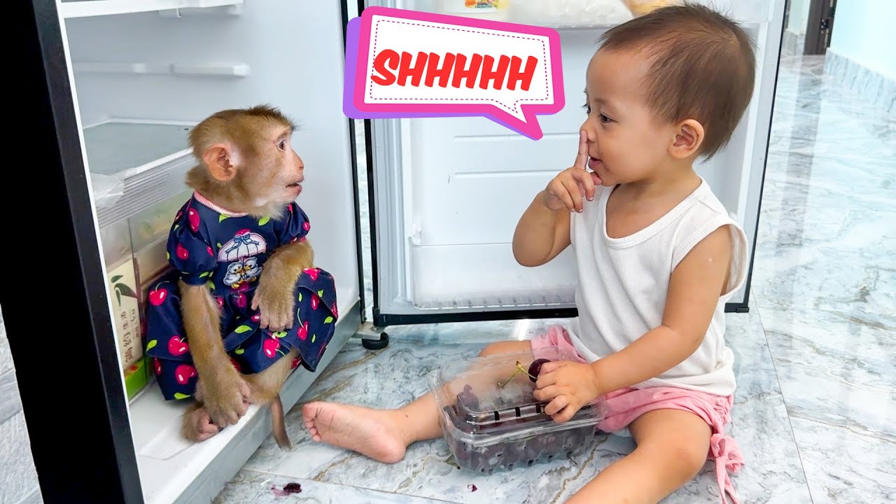 Monkey Kaka and Diem's Secret Cherry Feast in the Fridge!