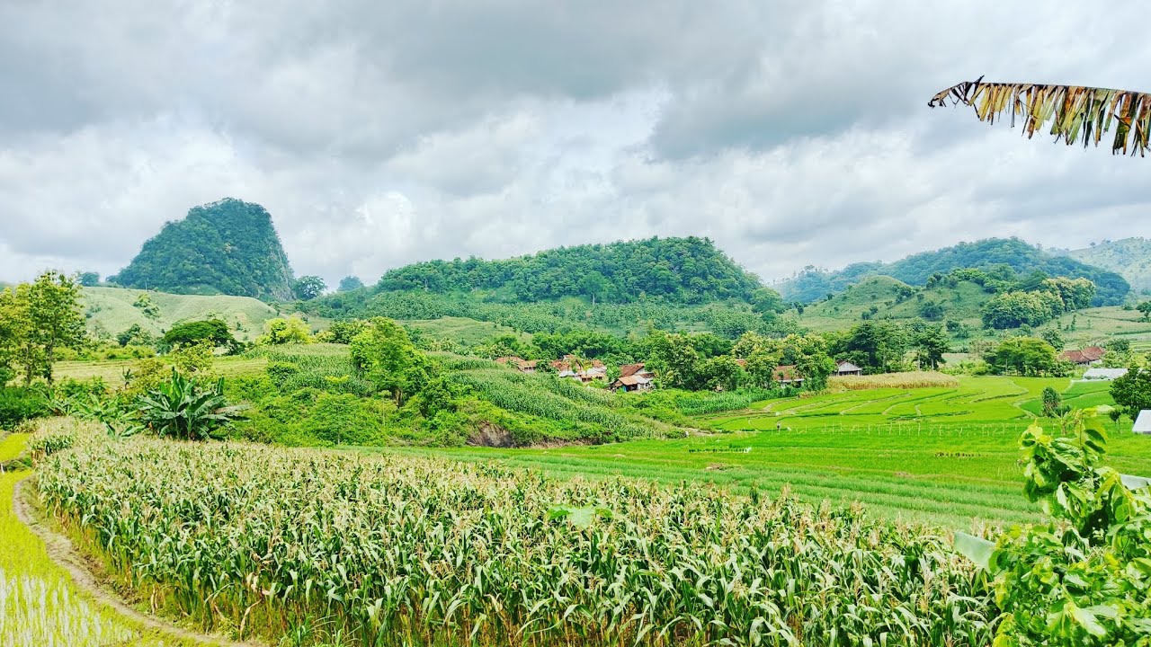 PAGI INI DI KEBUN JAGUNG DAN PORANG 