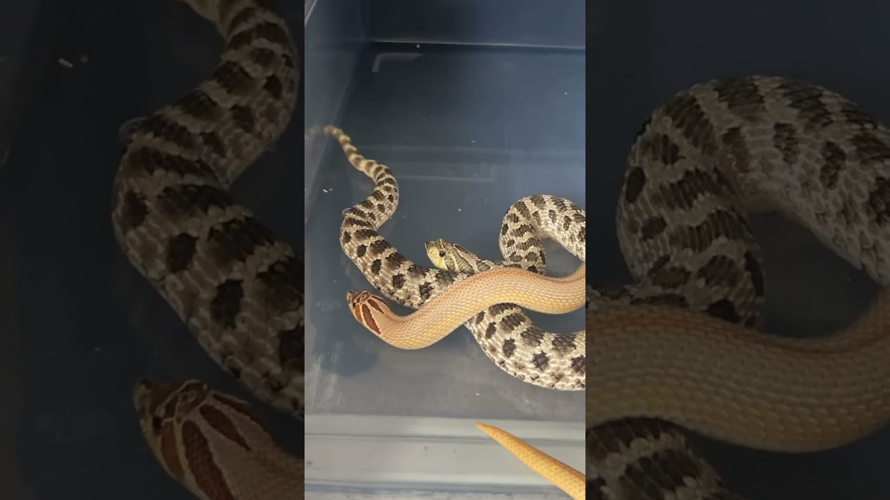 Plains hognose breeding! 😂 #hognose #snake #breeding #pets