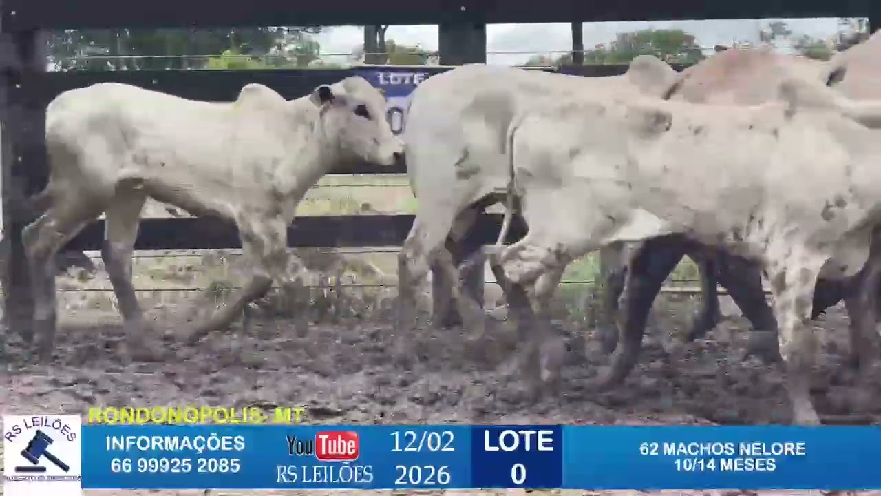 LOTE 0 - 62 MACHOS NELORES - 10/14 MESES