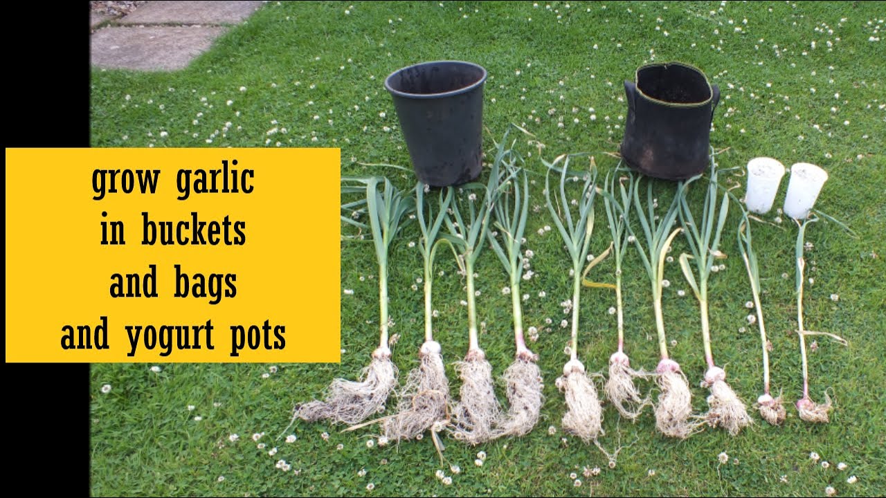 Grow Garlic in Buckets and Bags which is best Start to Finish. There is also a yogurt pot reveal.