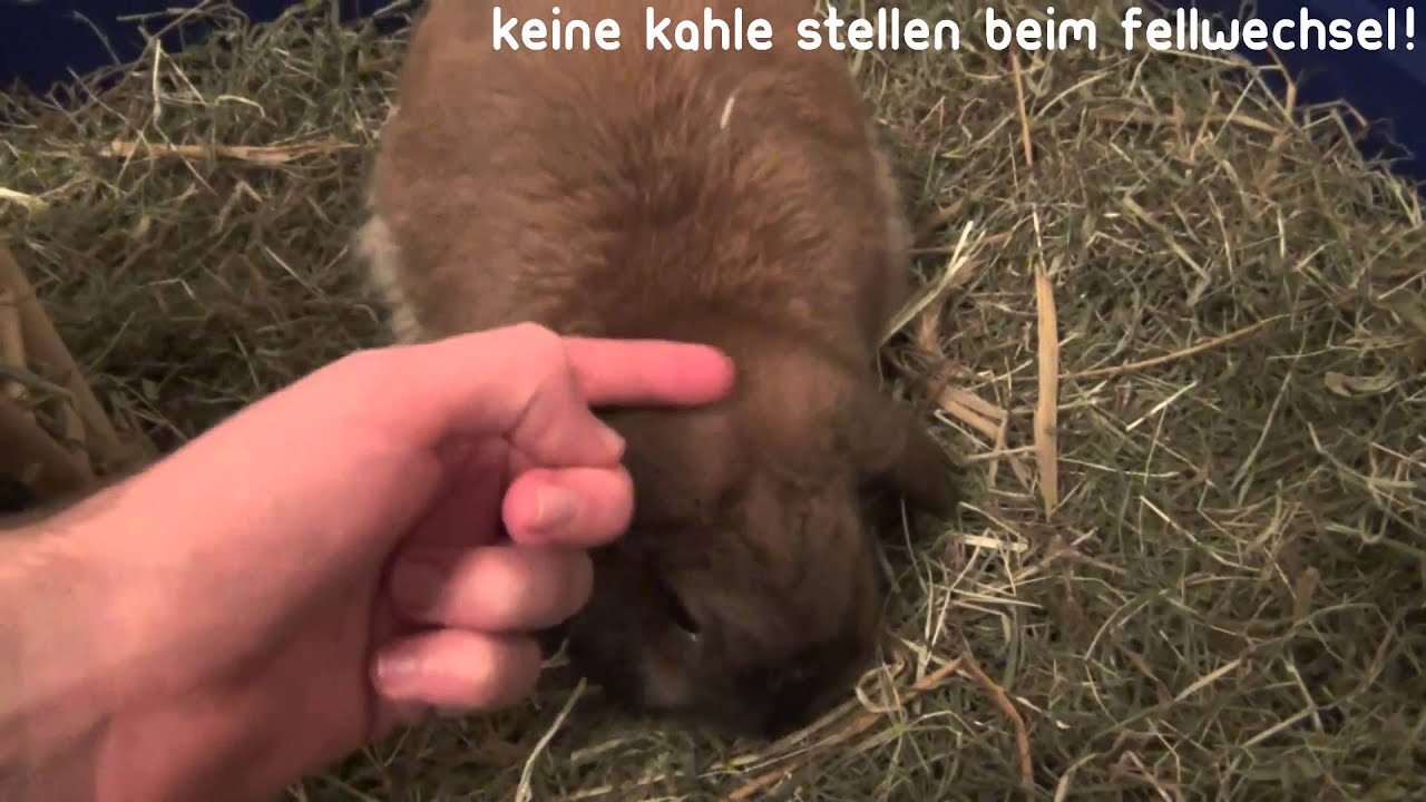 Kaninchen Fellwechsel - Ratgeber [HD]