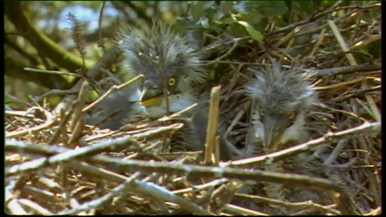 Éamonn de Buitléar - Máire Fhada/Grey heron | Ainmhithe na hÉireann | TG4 | Súil Eile |