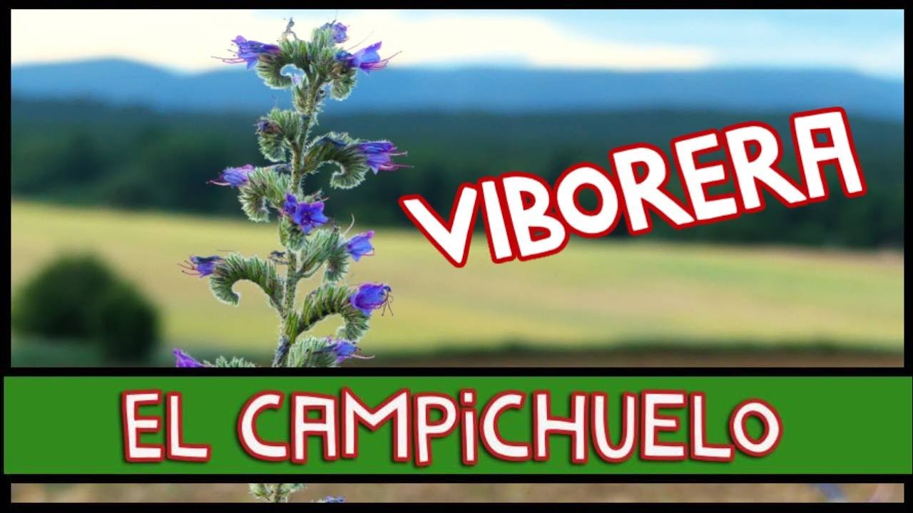 Viborera, planta medicinal y melífera