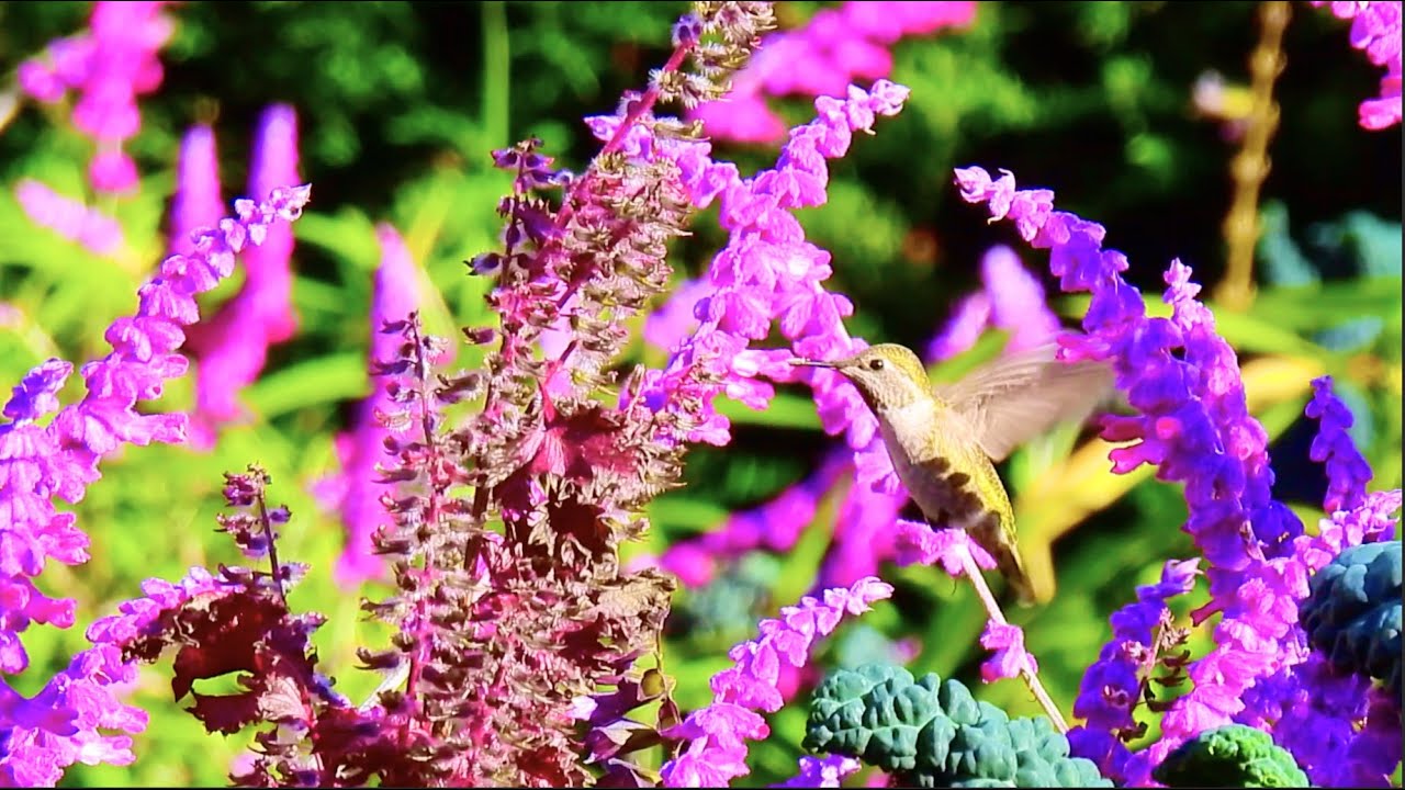 [4K] Hummingbird #31_These tiny birds are so energetic! | Hummingbirds collect floral nectar.