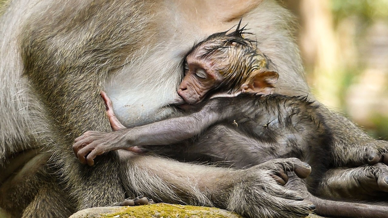 Slow peaceful forest | Monkey Jinx leaves baby Jagger to train on the tree by himself
