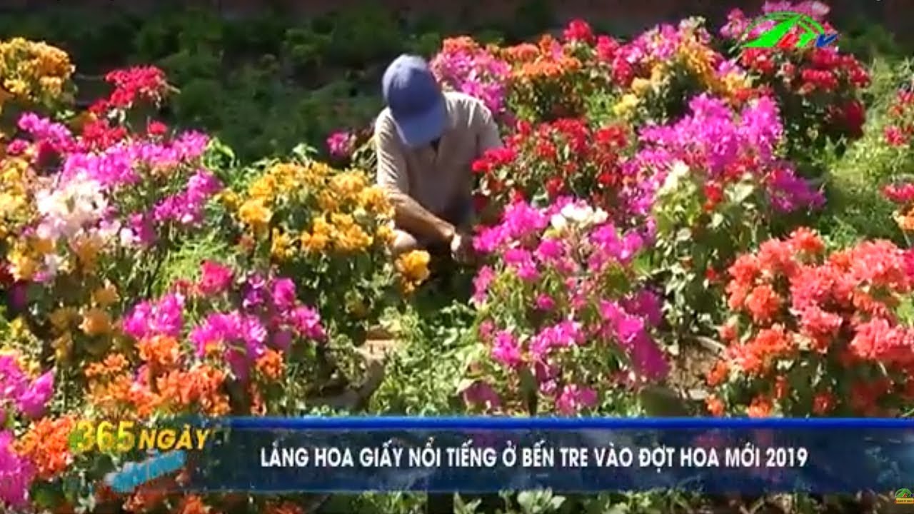 Làng Hoa Giấy Nỗi Tiếng Ở Bến Tre | Tin Tức Nông Nghiệp | 365 Ngày Chuyển Động | Lâm Đồng TV
