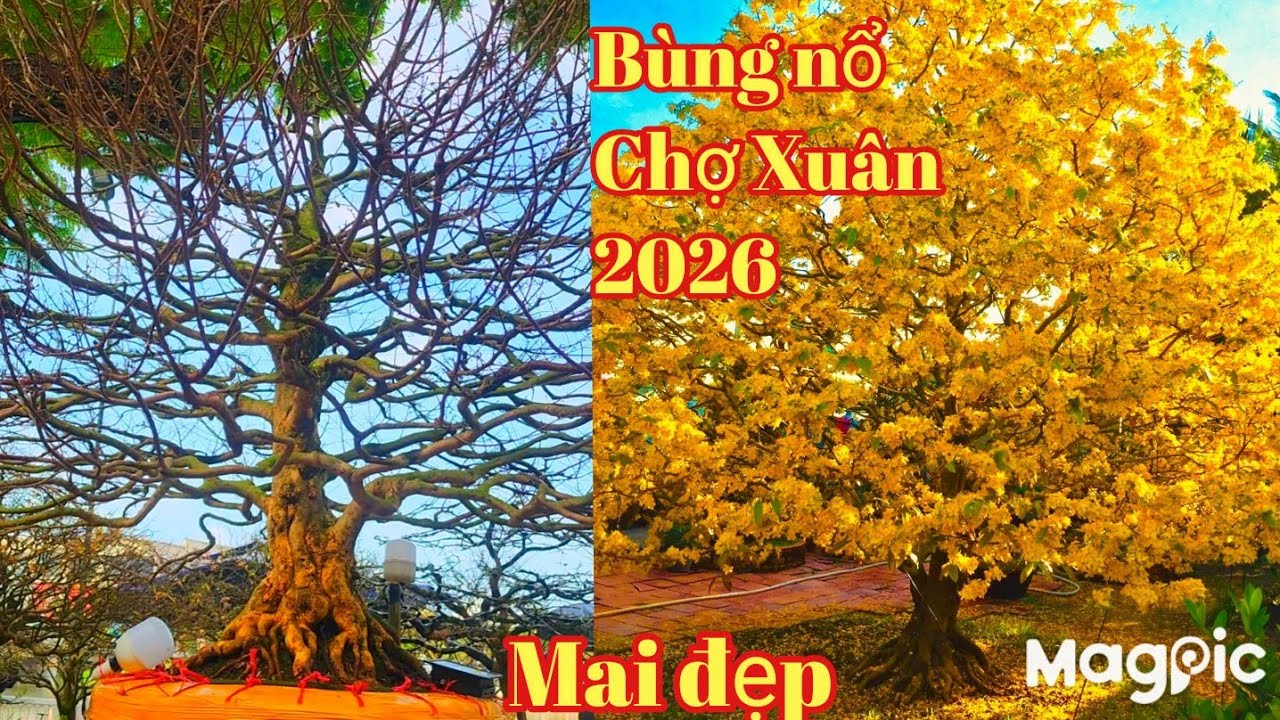 Chợ Xuân Long Xuyên bùng nổ cập mai đẹp gặp A Toàn 0939450959, năm 2026