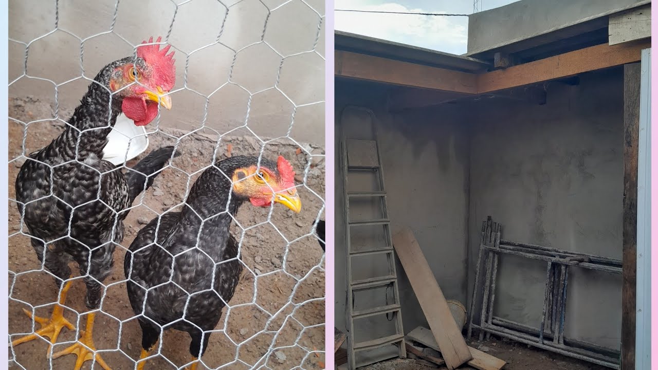 Como fiz a cobertura com um talhão e o galinheiro 